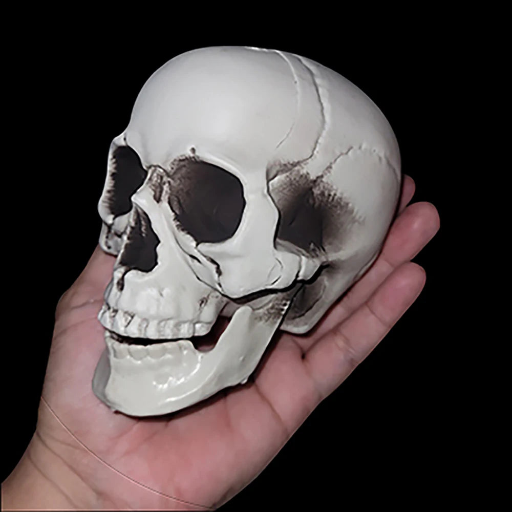 Halloween Skull Decoration Realistic Plastic Skull Head Skeleton Decor