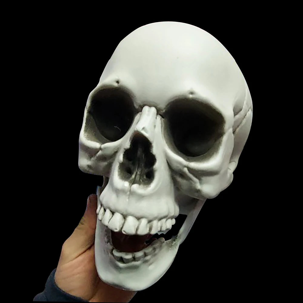 Halloween Skull Decoration Realistic Plastic Skull Head Skeleton Decor